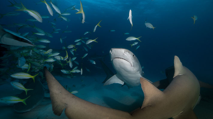 Haie Bahamas "tobilafotografie.com"  Toni Bischof Ladir