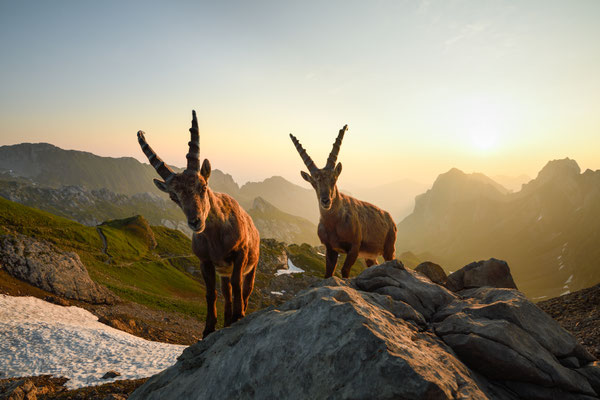 Steinbock wildlife   Tobilafoto Toni Bischof, Ladir