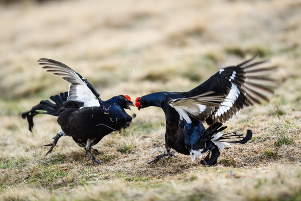19.5.2025  Birkwild fotografie  "tobilafotografie"    Toni Bischof Ladir