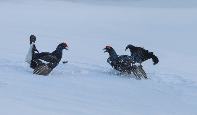 11.4.2024  Birkwild fotografie  "tobilafotografie"    Toni Bischof Ladir