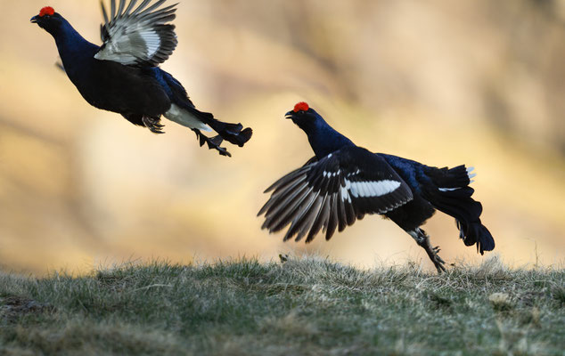 19.5.2025  Birkwild fotografie  "tobilafotografie"    Toni Bischof Ladir
