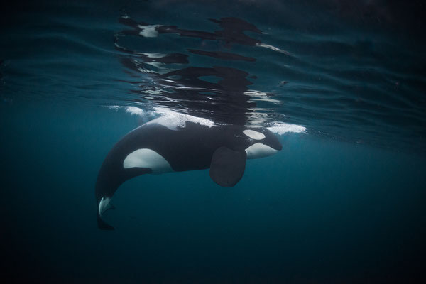 Orcas und Buckelwale   "tobilafotografie.com"  Toni Bischof Ladir