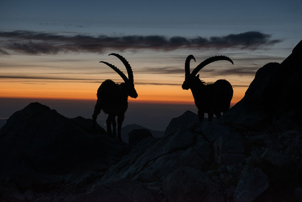 Steinbock wildlife  "Früh unterwegs..."  Tobilafoto Toni Bischof, Ladir