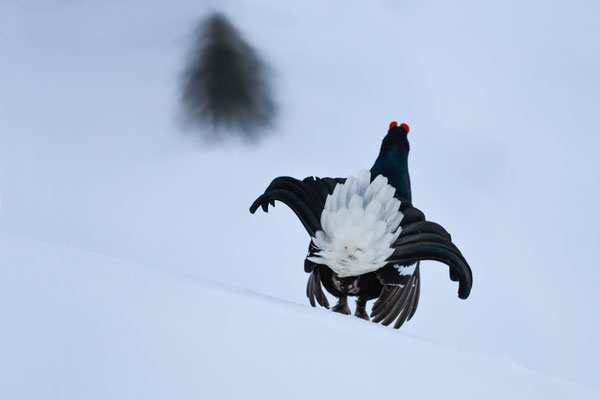 25.4.2024  Birkwild fotografie  "tobilafotografie"    Toni Bischof Ladir