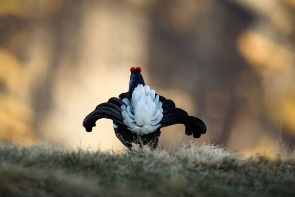 12.5.2025  Birkwild fotografie  "tobilafotografie"    Toni Bischof Ladir