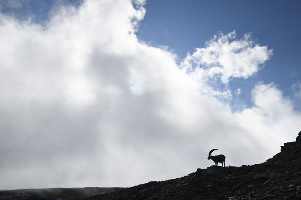 Steinbock wildlife   Tobilafoto Toni Bischof, Ladir