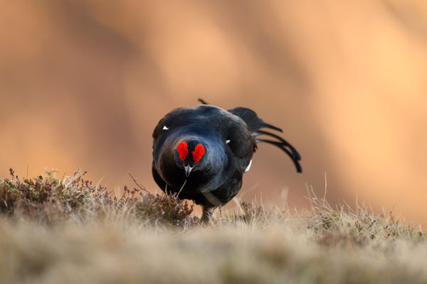 18.5.2024  Birkwild fotografie  "tobilafotografie"    Toni Bischof Ladir