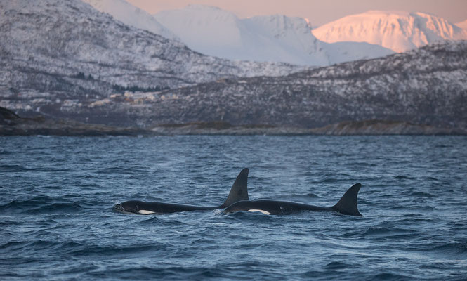 Orcas und Buckelwale   "tobilafotografie.com"  Toni Bischof Ladir