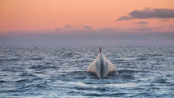 Orcas und Buckelwale   "tobilafotografie.com"  Toni Bischof Ladir