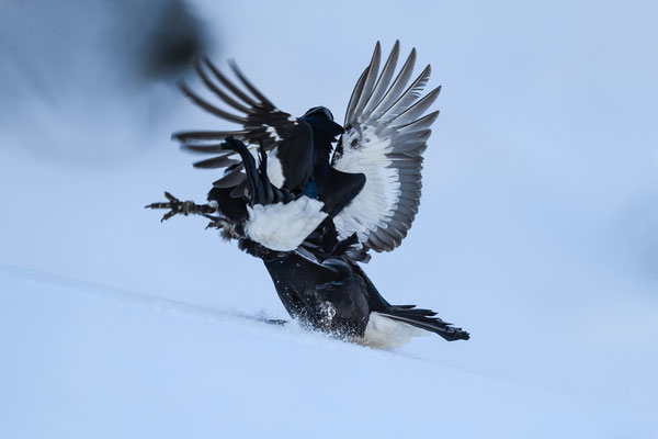 25.4.2024  Birkwild fotografie  "tobilafotografie"    Toni Bischof Ladir