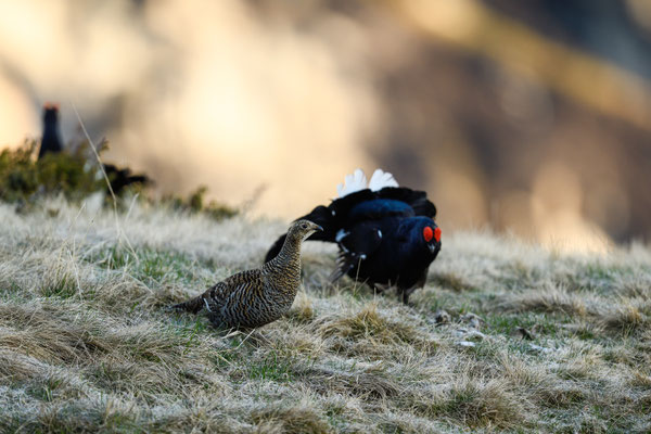 15.5.2025  Birkwild fotografie  "tobilafotografie"    Toni Bischof Ladir