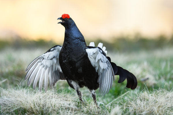19.5.2025  Birkwild fotografie  "tobilafotografie"    Toni Bischof Ladir