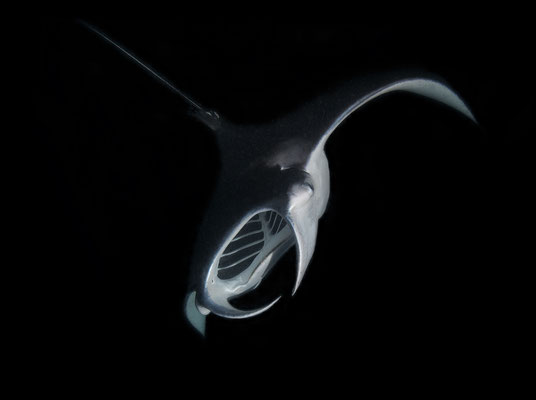 Manta   "tobilafotografie.com"  Toni Bischof Ladir