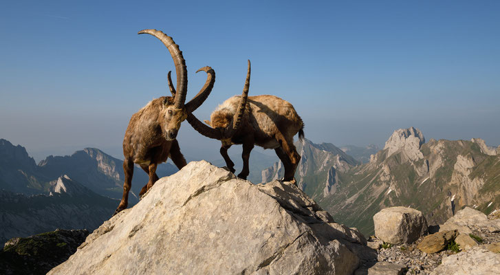 Steinbock wildlife   Tobilafoto Toni Bischof, Ladir