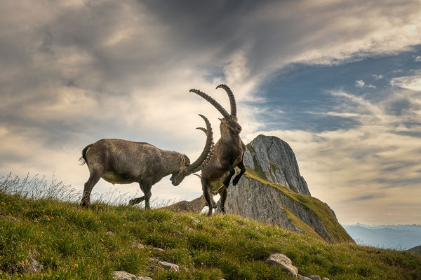 Steinbock wildlife  "Nichts zu lachen... "  Tobilafoto Toni Bischof, Ladir