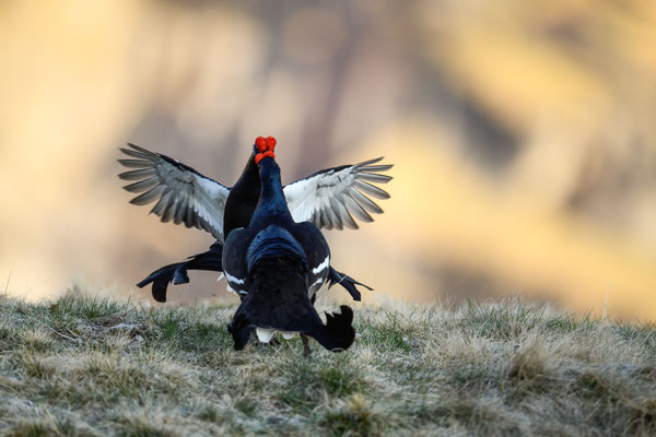 15.5.2025  Birkwild fotografie  "tobilafotografie"    Toni Bischof Ladir