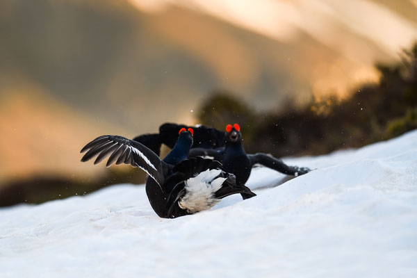 20.5.2024  Birkwild fotografie  "tobilafotografie"    Toni Bischof Ladir