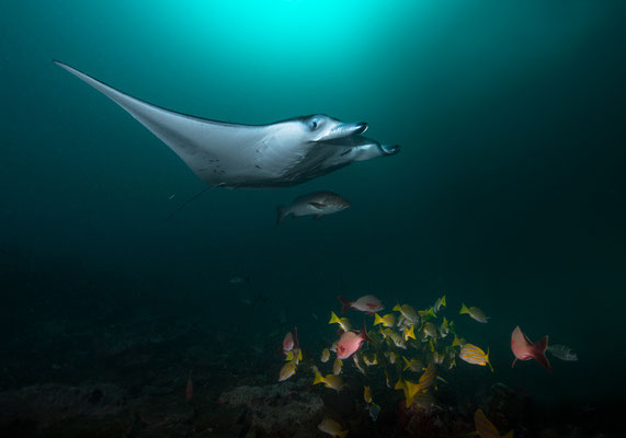 Manta   "tobilafotografie.com"  Toni Bischof Ladir