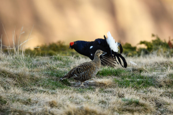 15.5.2025  Birkwild fotografie  "tobilafotografie"    Toni Bischof Ladir