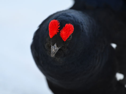 30.4.2024  Birkwild fotografie  "tobilafotografie"    Toni Bischof Ladir