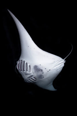 Manta   "tobilafotografie.com"  Toni Bischof Ladir