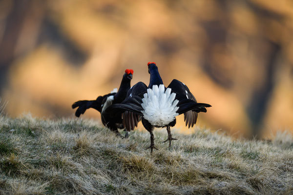 15.5.2025  Birkwild fotografie  "tobilafotografie"    Toni Bischof Ladir