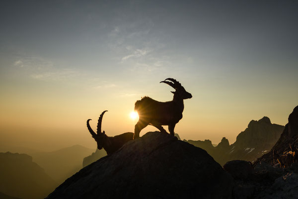 Steinbock wildlife   Tobilafoto Toni Bischof, Ladir