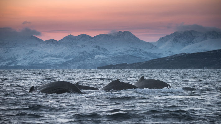 Orcas und Buckelwale   "tobilafotografie.com"  Toni Bischof Ladir