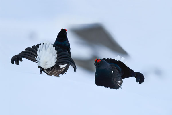 25.4.2024  Birkwild fotografie  "tobilafotografie"    Toni Bischof Ladir