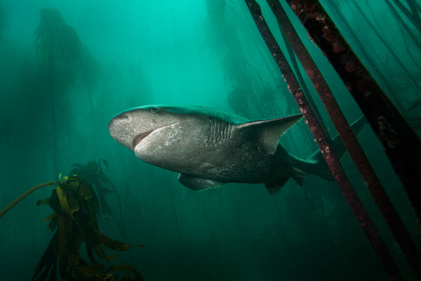 "Urwelthai... broadnose sevengill shark... im Kelpwald der Falsebay... Südspitze Afrikas"  Tobilafotografie  Toni Bischof, Ladir