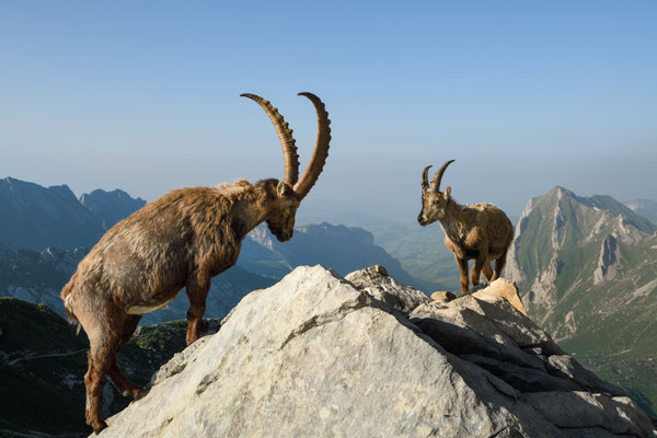 Steinbock wildlife   Tobilafoto Toni Bischof, Ladir