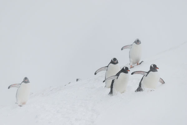 "Eselpinguine im Neuschnee... Antarktis"  Tobilafotografie  Toni Bischof, Ladir