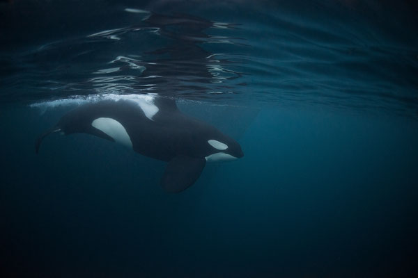 Orcas und Buckelwale   "tobilafotografie.com"  Toni Bischof Ladir