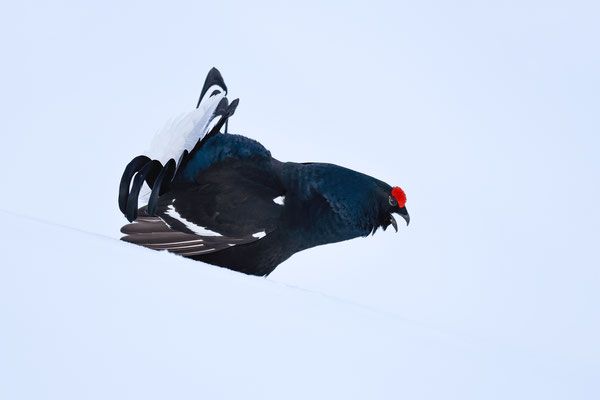 25.4.2024  Birkwild fotografie  "tobilafotografie"    Toni Bischof Ladir