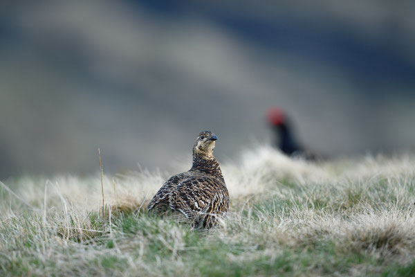 19.5.2025  Birkwild fotografie  "tobilafotografie"    Toni Bischof Ladir
