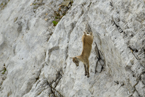 Steinbock wildlife  "3 wöchig... und schon felsgewandt"  Tobilafoto Toni Bischof, Ladir