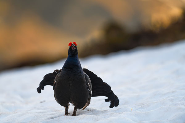 20.5.2024  Birkwild fotografie  "tobilafotografie"    Toni Bischof Ladir