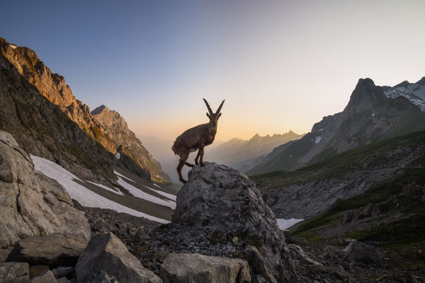 Steinbock wildlife   Tobilafoto Toni Bischof, Ladir