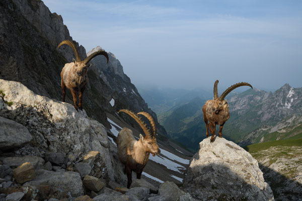 Steinbock wildlife   Tobilafoto Toni Bischof, Ladir