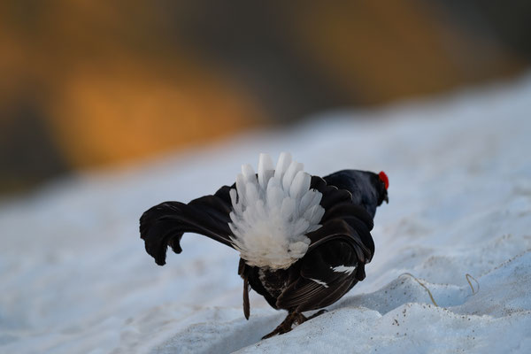 20.5.2024  Birkwild fotografie  "tobilafotografie"    Toni Bischof Ladir