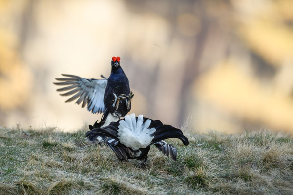 15.5.2025  Birkwild fotografie  "tobilafotografie"    Toni Bischof Ladir