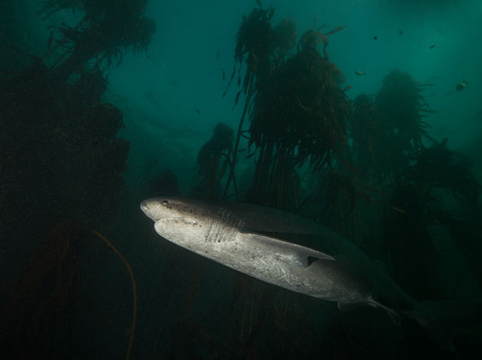 Urwelthai... broadnose sevengill shark... im Kelpwald der Falsebay... Südspitze Afrikas"  Tobilafotografie  Toni Bischof, Ladir