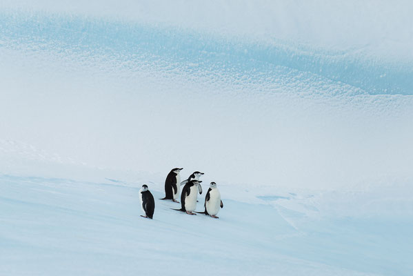 "Fremde Welten... Zügelpinguine in ihrem Element... Antarktis"  Tobilafotografie  Toni Bischof, Ladir