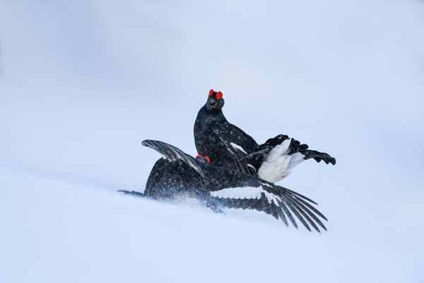 25.4.2024  Birkwild fotografie  "tobilafotografie"    Toni Bischof Ladir