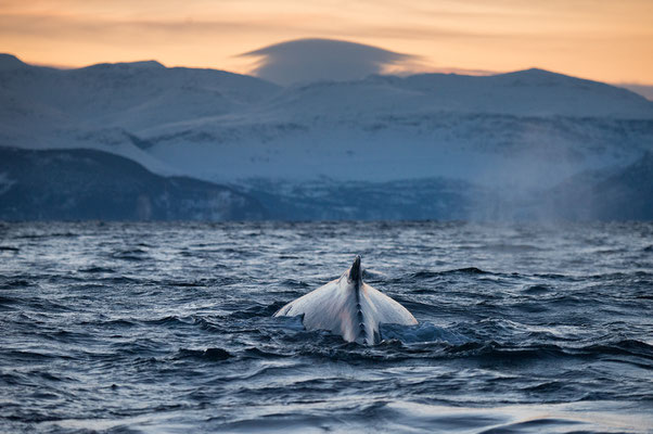 Orcas und Buckelwale   "tobilafotografie.com"  Toni Bischof Ladir