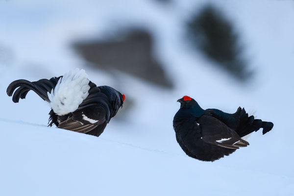 25.4.2024  Birkwild fotografie  "tobilafotografie"    Toni Bischof Ladir
