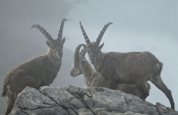 Steinbock wildlife  "Im Nebel..."  Tobilafoto Toni Bischof, Ladir