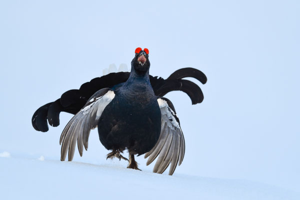 25.4.2024  Birkwild fotografie  "tobilafotografie"    Toni Bischof Ladir