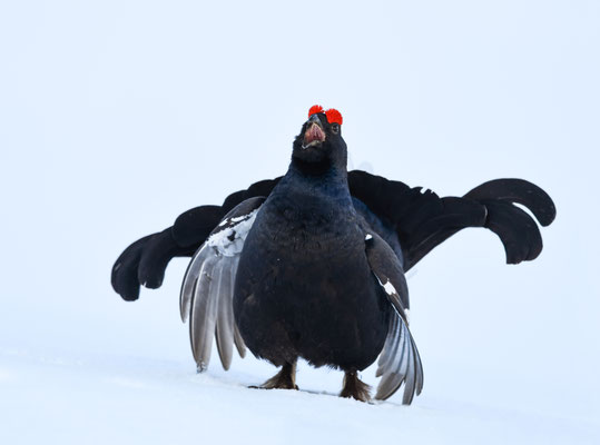 25.4.2024  Birkwild fotografie  "tobilafotografie"    Toni Bischof Ladir
