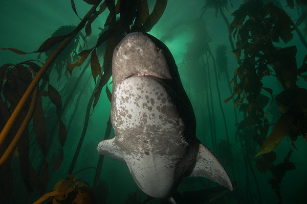 Urwelthai... broadnose sevengill shark... im Kelpwald der Falsebay... Südspitze Afrikas"  Tobilafotografie  Toni Bischof, Ladir